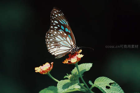 蓝斑蝶栖息于橙黄小花之上