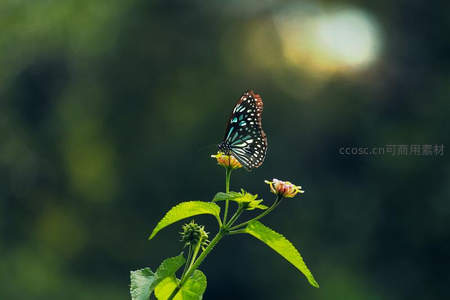 蓝纹蝶停驻花尖沐浴阳光