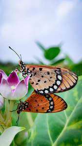 双蝶共舞粉莲绽放春意