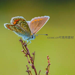 蓝灰小蝶停于枯枝顶端