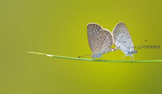 两只灰蝶栖息草尖，翅膀轻触如私语