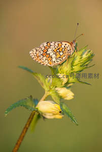 橙斑蝴蝶栖息嫩绿花苞之上