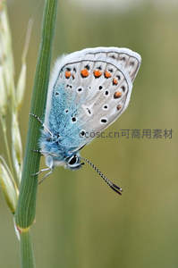 蓝蝶攀附翠绿草茎