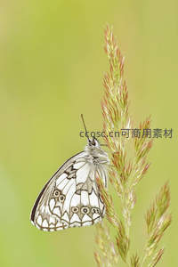 白蝶栖草尖，自然微距之美