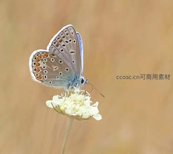 蓝灰小蝶停驻白色野花顶