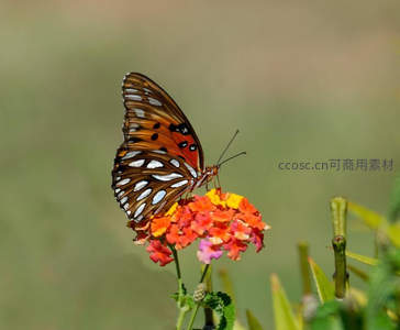 橙斑蝶采蜜于五彩小花丛
