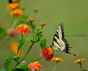 黄黑凤蝶停驻橙花采蜜