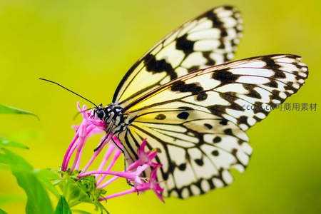 白黑斑蝶停驻粉花吸蜜瞬间
