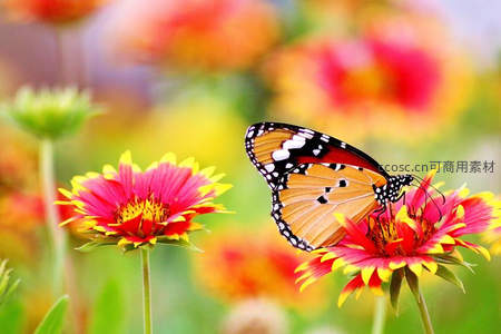 橙黑斑蝶栖息于艳丽花丛之上