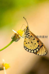 黄翅斑蝶轻吻嫩黄小花蕊