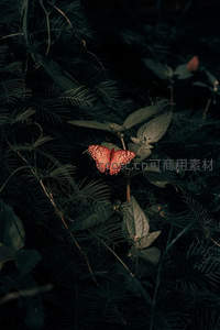 暗夜林间一抹绯红蝶影
