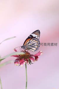 帝王蝶优雅停驻粉红花朵