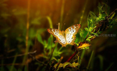 夕阳下金色蝴蝶栖息绿叶