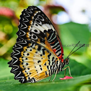 斑斓蝶翼栖绿叶，自然之美入画来