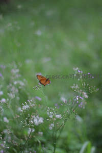 橙蝶翩跹花丛间，绿野仙踪诗意浓