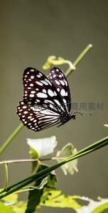 黑白斑点蝴蝶栖息绿茎之上