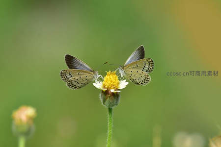 灰蓝小蝶对饮野花蜜露
