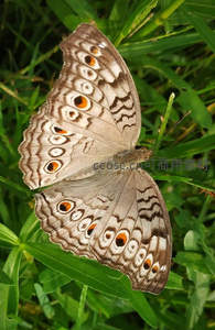 眼纹蝶展翅草丛静谧时