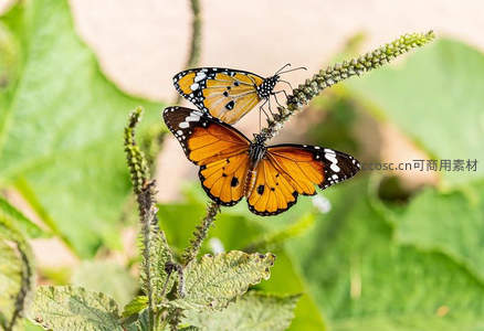 两只橙色斑蝶共舞花穗间