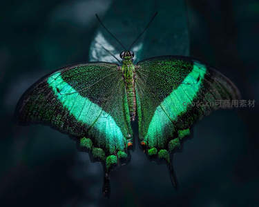 翠绿凤蝶展翅，暗影中显华彩