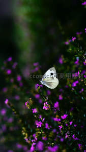 白蝶翩跹于紫色花丛间
