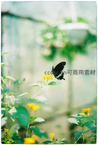 黑蝶翩跹于黄花之上，绿意朦胧