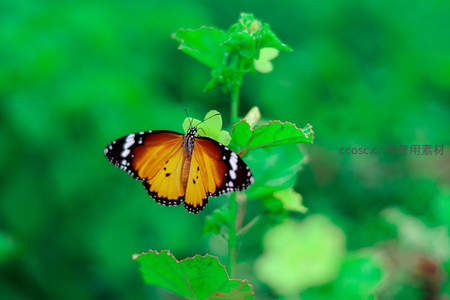 橙翼蝶栖绿叶尖，生机盎然