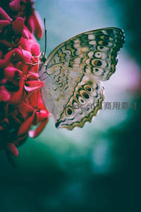 眼纹蝶吻粉红花簇，优雅灵动