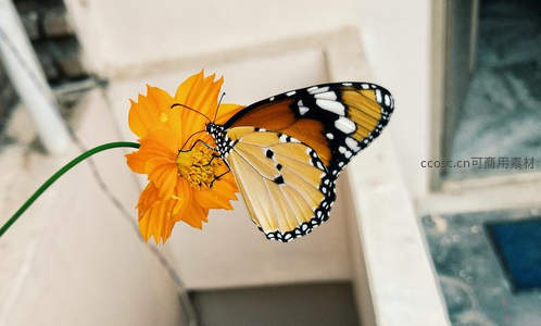 橙斑蝶停驻金黄花朵