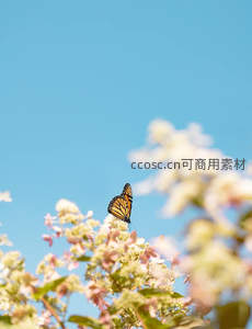 帝王蝶立于繁花之巅，蓝天为幕