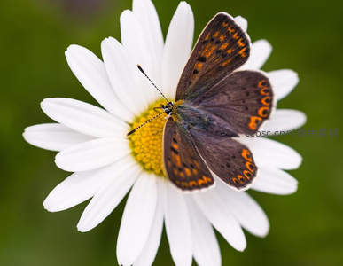 褐蝶栖身雏菊中央，黄蕊映衬羽翼