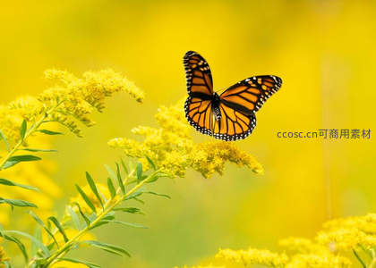 橙黑帝王蝶舞于金黄花丛间