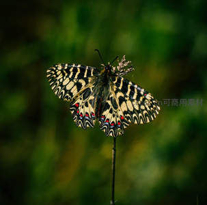 黄黑斑纹蝴蝶栖息草尖微距特写