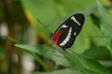 黑白红三色蝶翼停驻绿叶之间