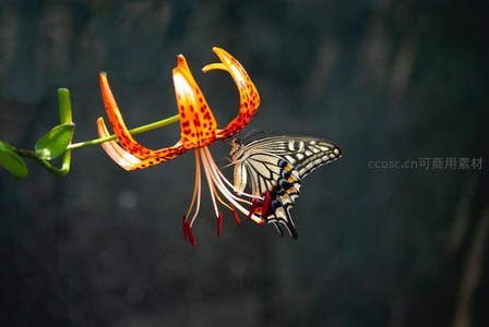 黄蝶采蜜橙百合，光影交错瞬间