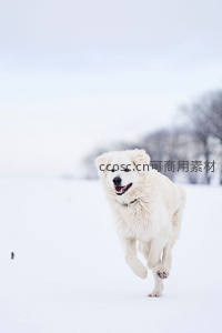 雪地欢腾大白狗，冬日活力奔跑