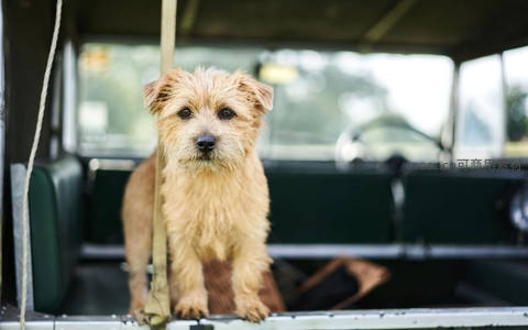 萌犬探头车后座，毛茸茸眼神惹人爱