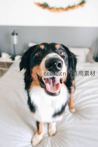 伯恩山犬床上欢笑，幸福瞬间定格