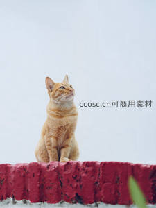 橘猫仰望天空，红墙之上尽显优雅