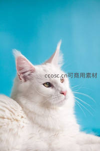白猫侧颜绝美，蓝背景衬托高冷气质