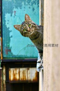 虎斑猫偷窥角落，绿眼闪烁机灵神采