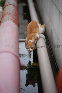 橘猫在管道上谨慎行走，倒影映水中