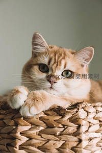 金渐层猫咪趴在藤编篮上凝视前方