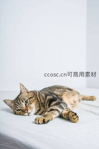 虎斑猫侧卧白床单上，惬意放松