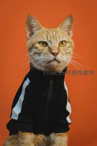 穿运动外套的橘猫酷感十足