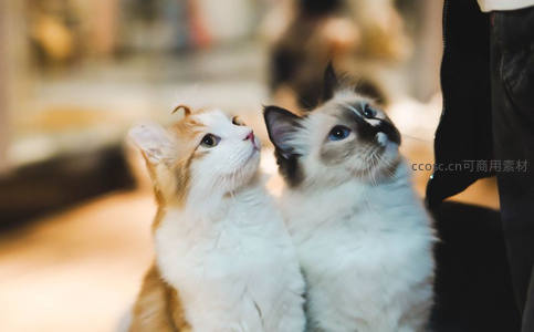 两只小猫仰头好奇张望