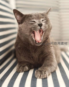 灰色猫咪打哈欠露出尖牙