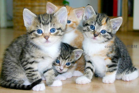 四只蓝眼小奶猫挤在一起