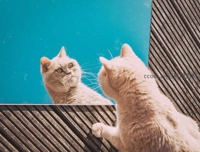 浅色猫咪对镜好奇张望