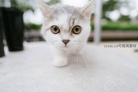 灰白小猫向前迈步探头